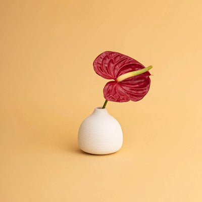 micro vase in white with a red flower